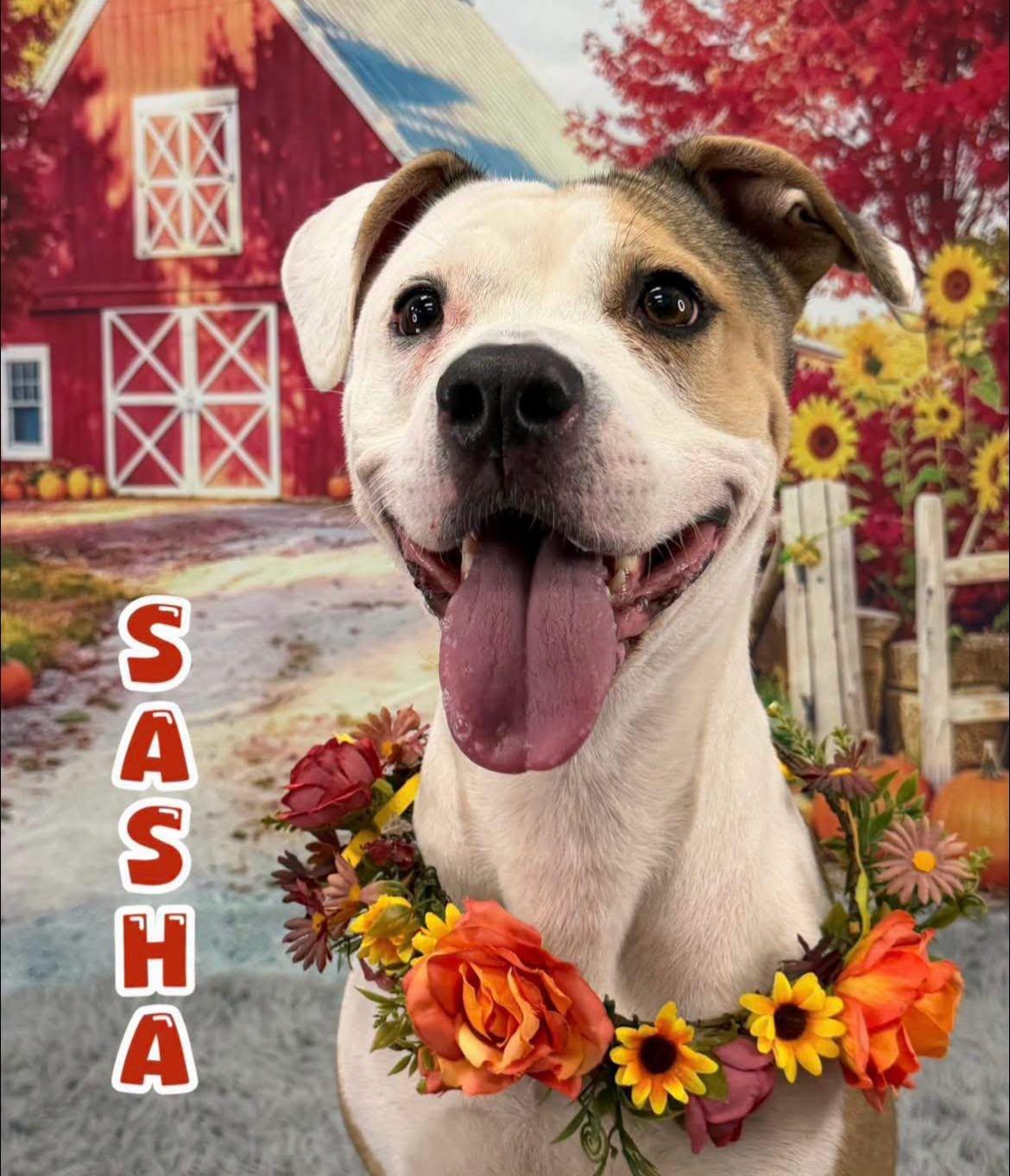 Enlarge Sasha, a Adoptable Mixed Breed in Flint, MI image 1/1