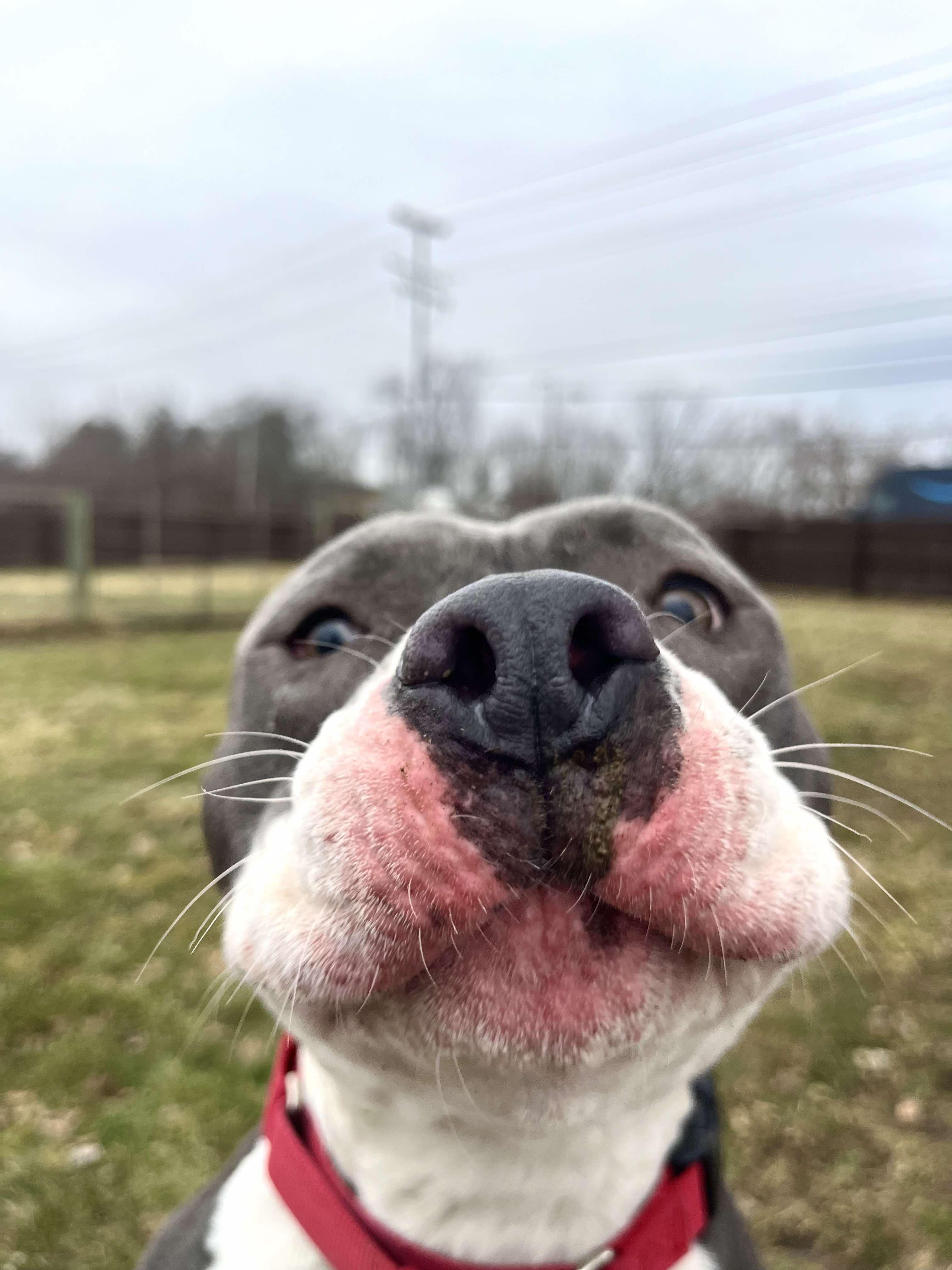 Rodney, Young Male Staffordshire Bull Terrier