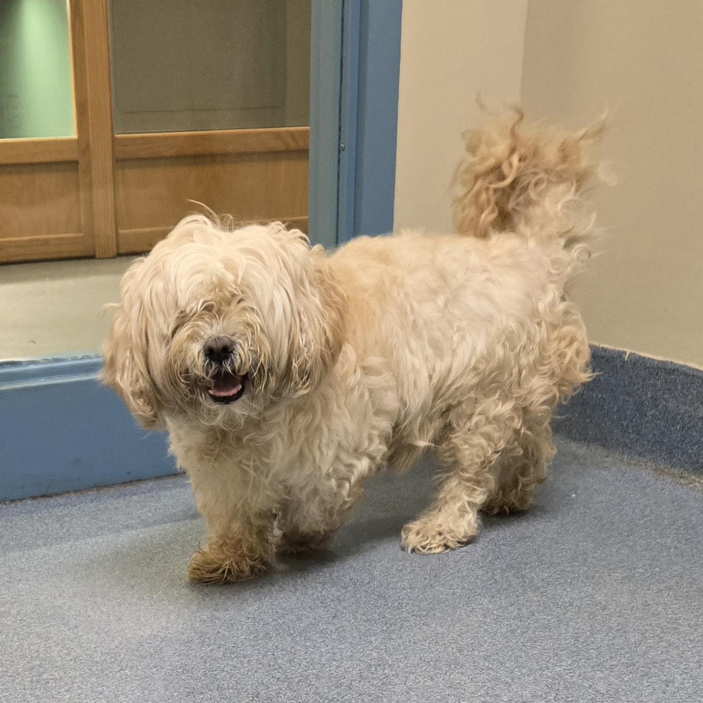 Fluffy, ADOPTABLE, Senior Male Shih Tzu.
