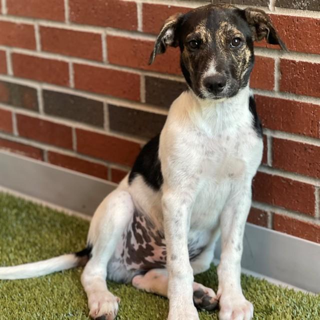 MILLER, Adoptable, Puppy Male Mixed Breed.