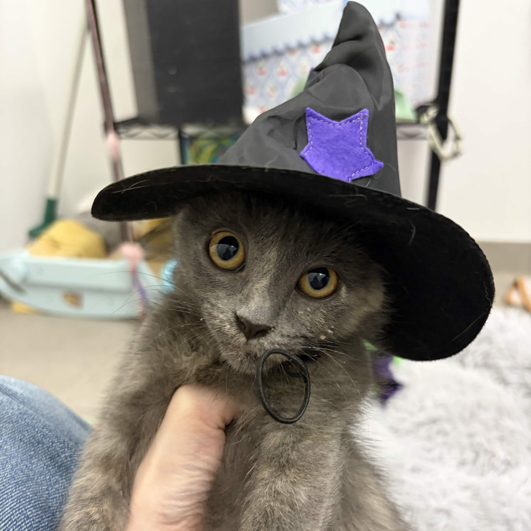 Enlarge Molly, a Adoptable Domestic Short Hair in Weehawken, NJ image 1/6