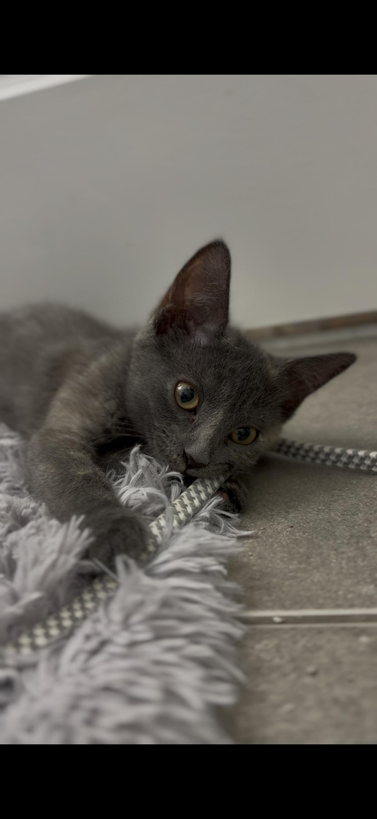 Enlarge Molly, a Adoptable Domestic Short Hair in Weehawken, NJ image 4/6