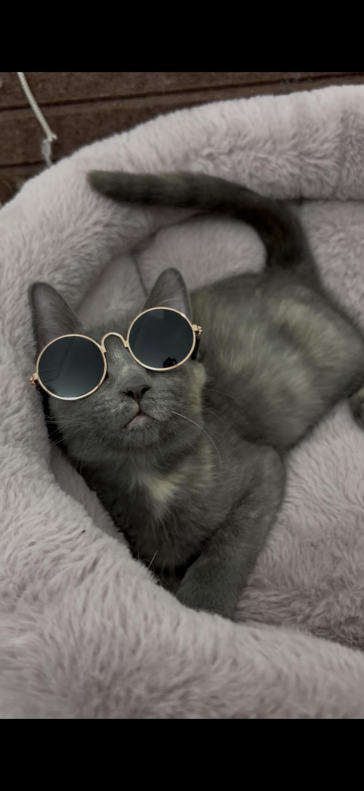 Enlarge Molly, a Adoptable Domestic Short Hair in Weehawken, NJ image 5/6