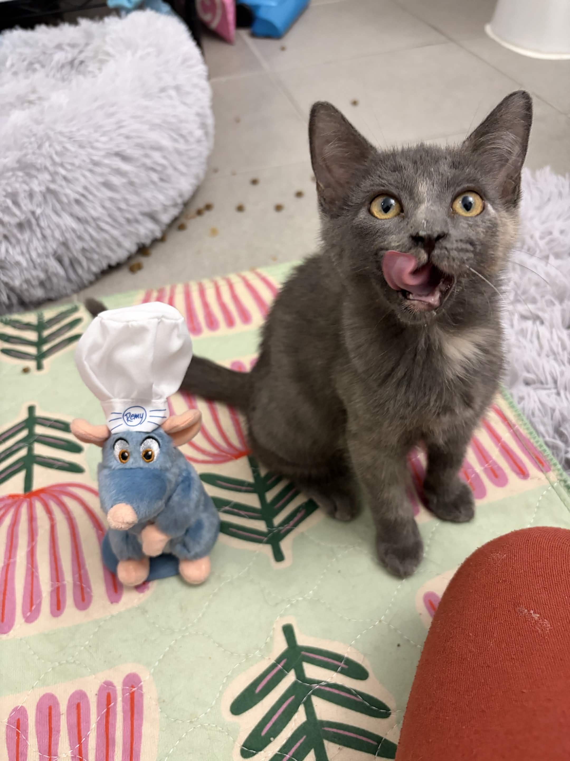 Enlarge Molly, a Adoptable Domestic Short Hair in Weehawken, NJ image 2/6