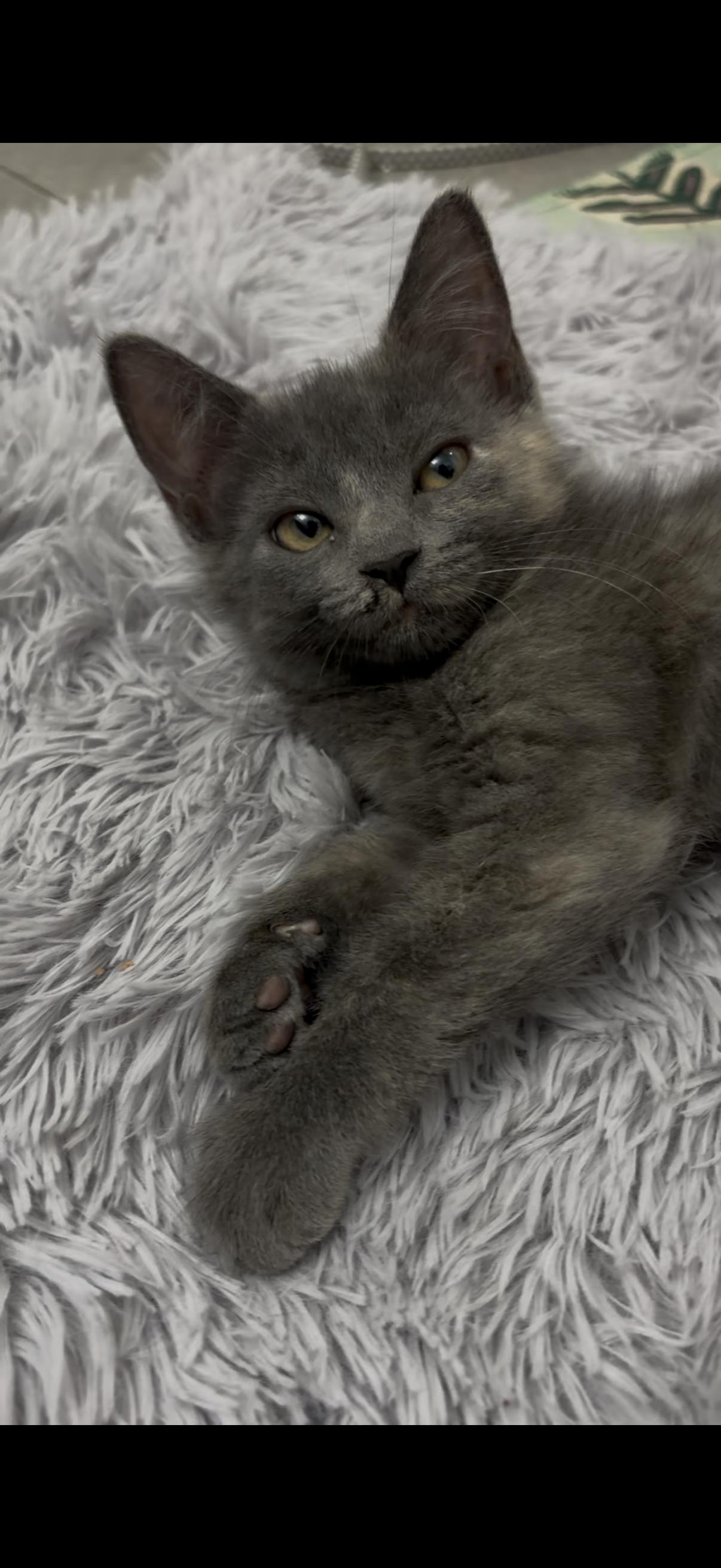 Enlarge Molly, a Adoptable Domestic Short Hair in Weehawken, NJ image 3/6