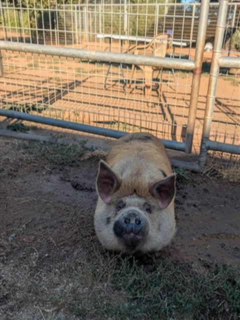 Enlarge ARNOLD ZIFFEL, a Adoptable Pig in Sacramento, CA image 1/1