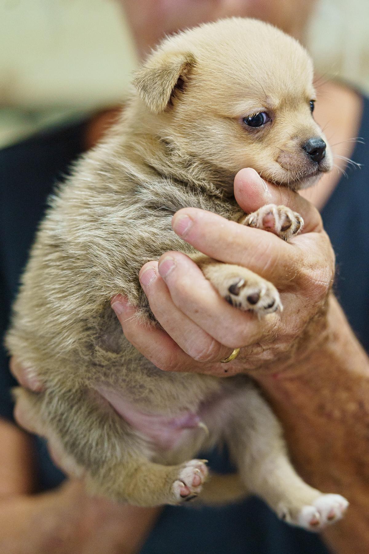 Enlarge Hansel, a Adopted mixed breed in LAMPASAS, TX image 3/5