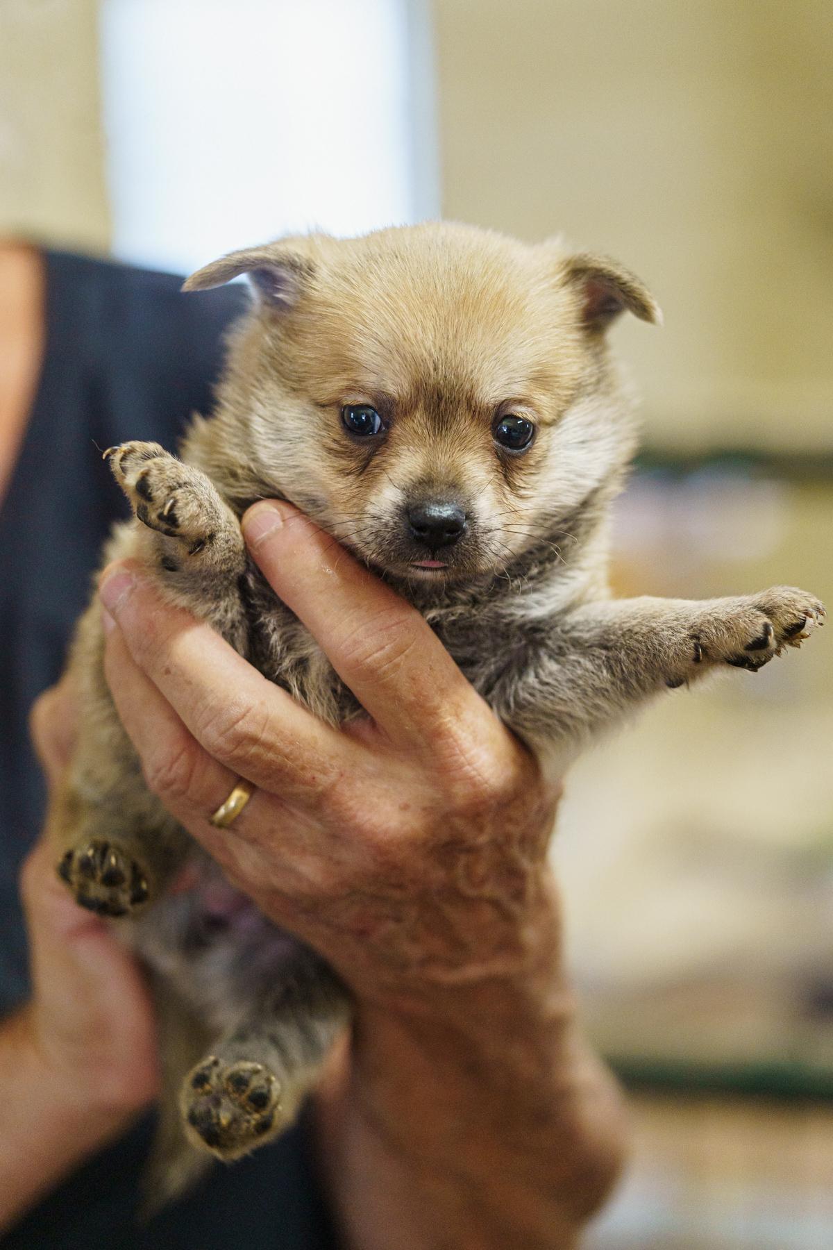 Enlarge Hansel, a Adopted mixed breed in LAMPASAS, TX image 5/5