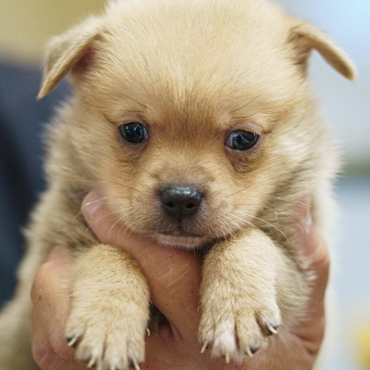 Hansel, Adopted, Puppy Male Chihuahua & Pug.