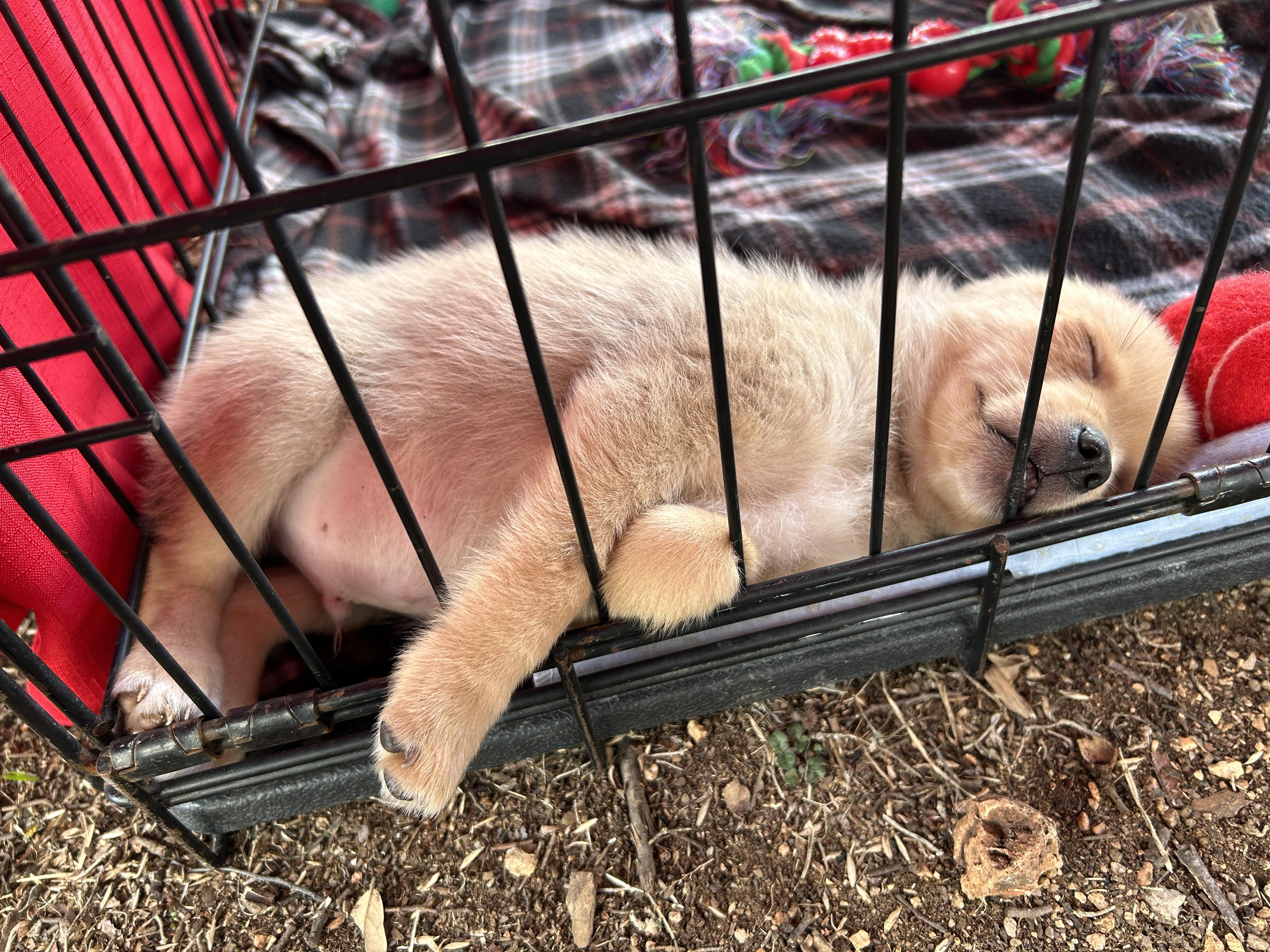 Enlarge Hansel, a Adopted mixed breed in LAMPASAS, TX image 4/5