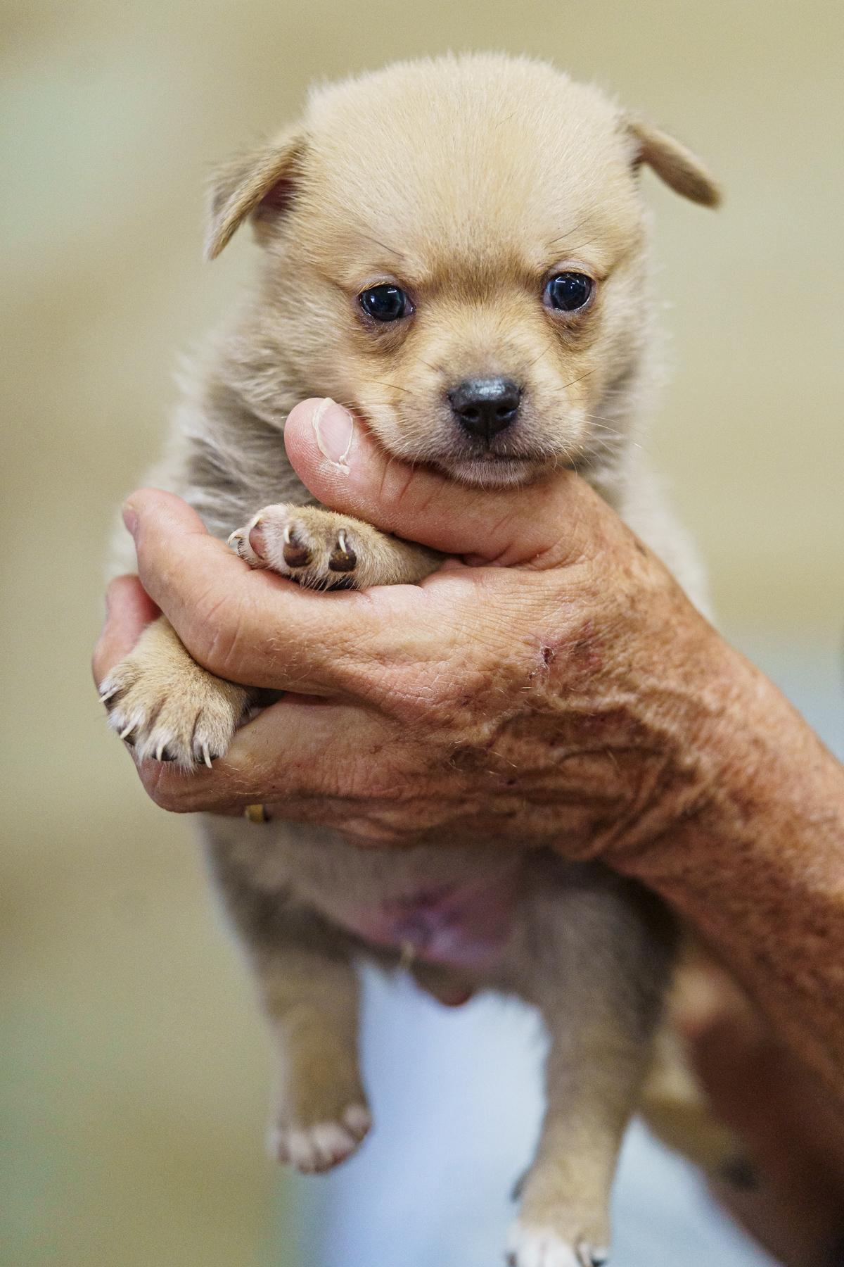 Enlarge Hansel, a Adopted mixed breed in LAMPASAS, TX image 2/5