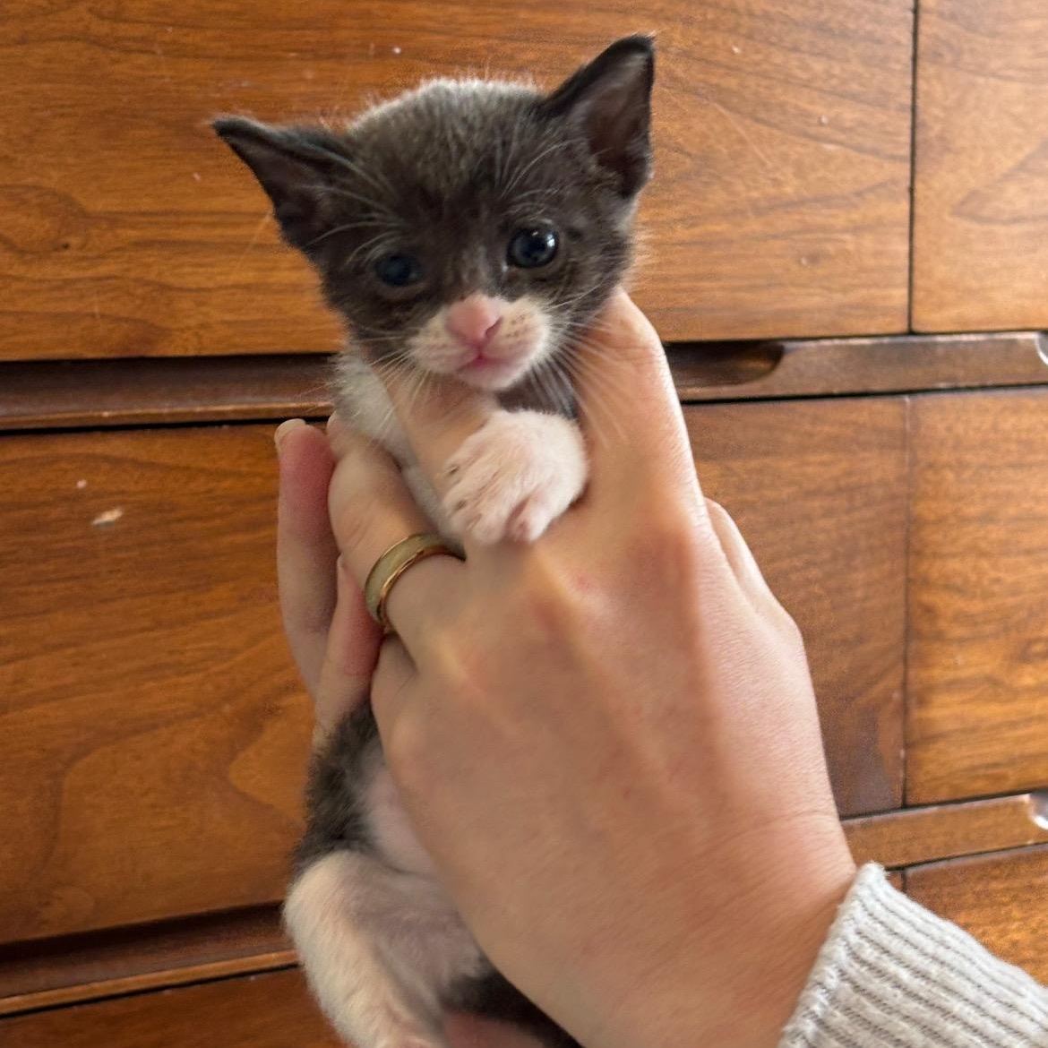 Pan, Baby Male Domestic Short Hair