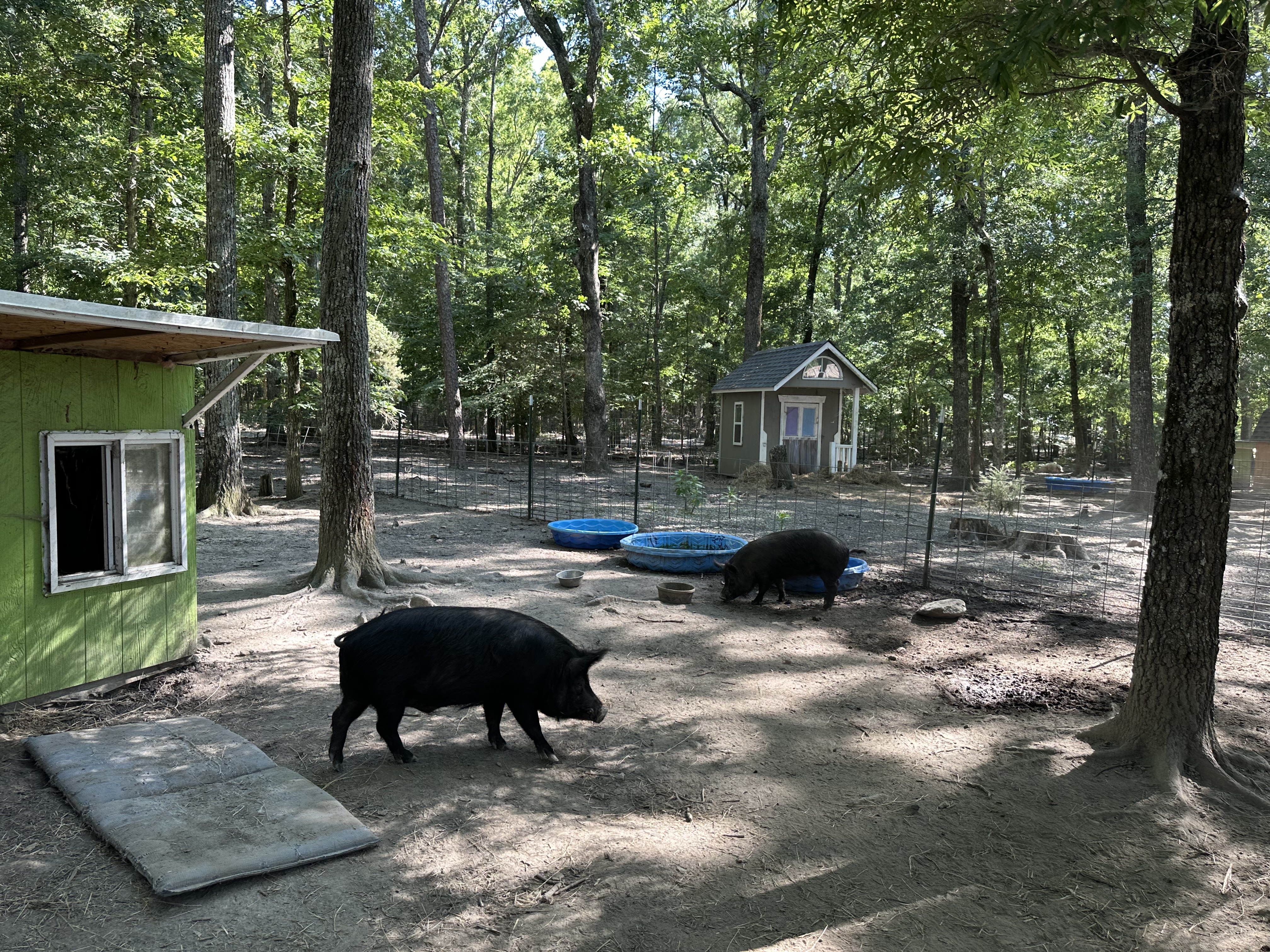 Lucy, Waldo, Wilber, Adoptable, Adult Male Pig.