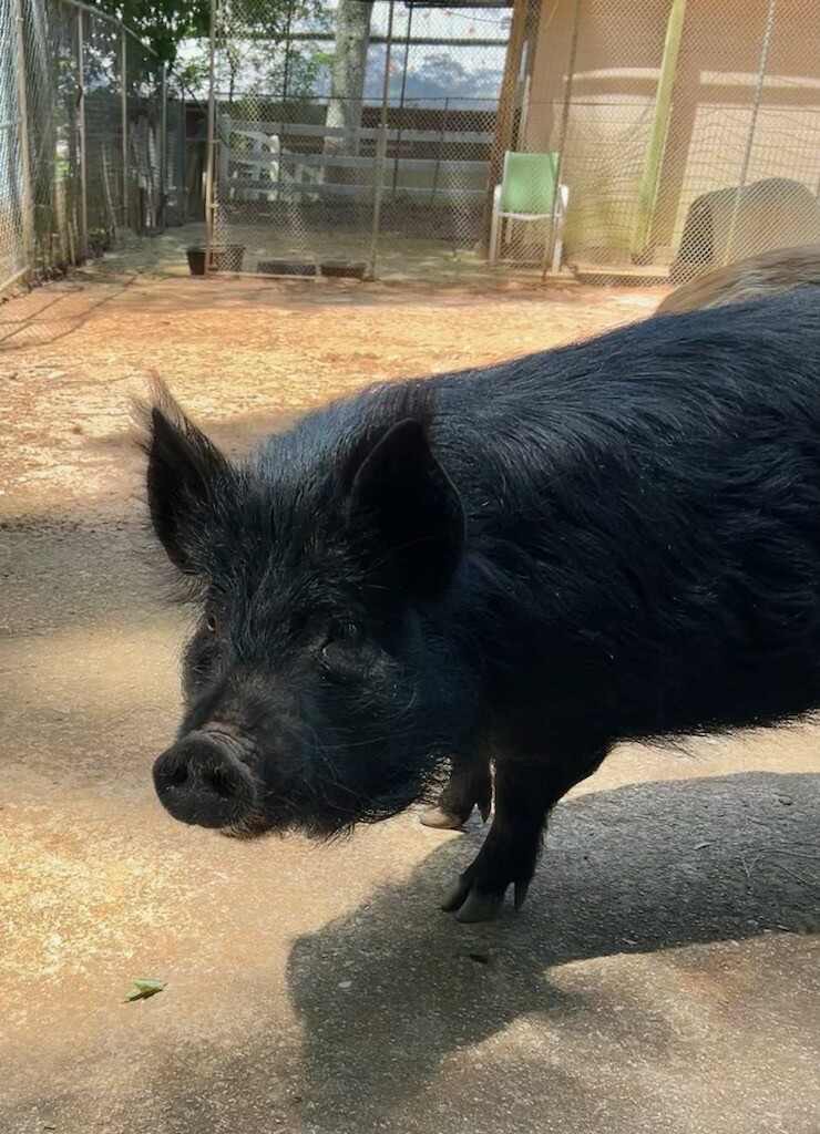 Enlarge Lucy, Waldo, Wilber, a Adoptable Pig in Durham, NC image 2/6