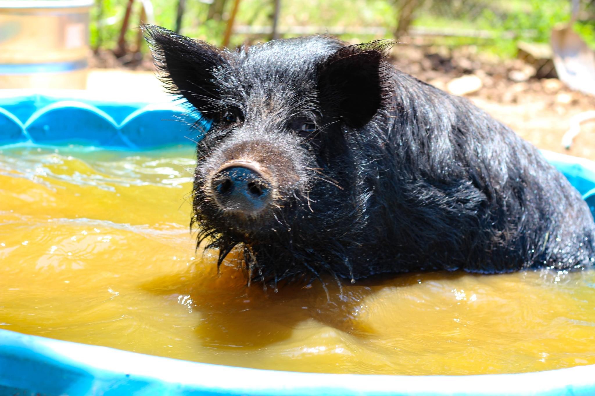 Enlarge Lucy, Waldo, Wilber, a Adoptable Pig in Durham, NC image 3/6