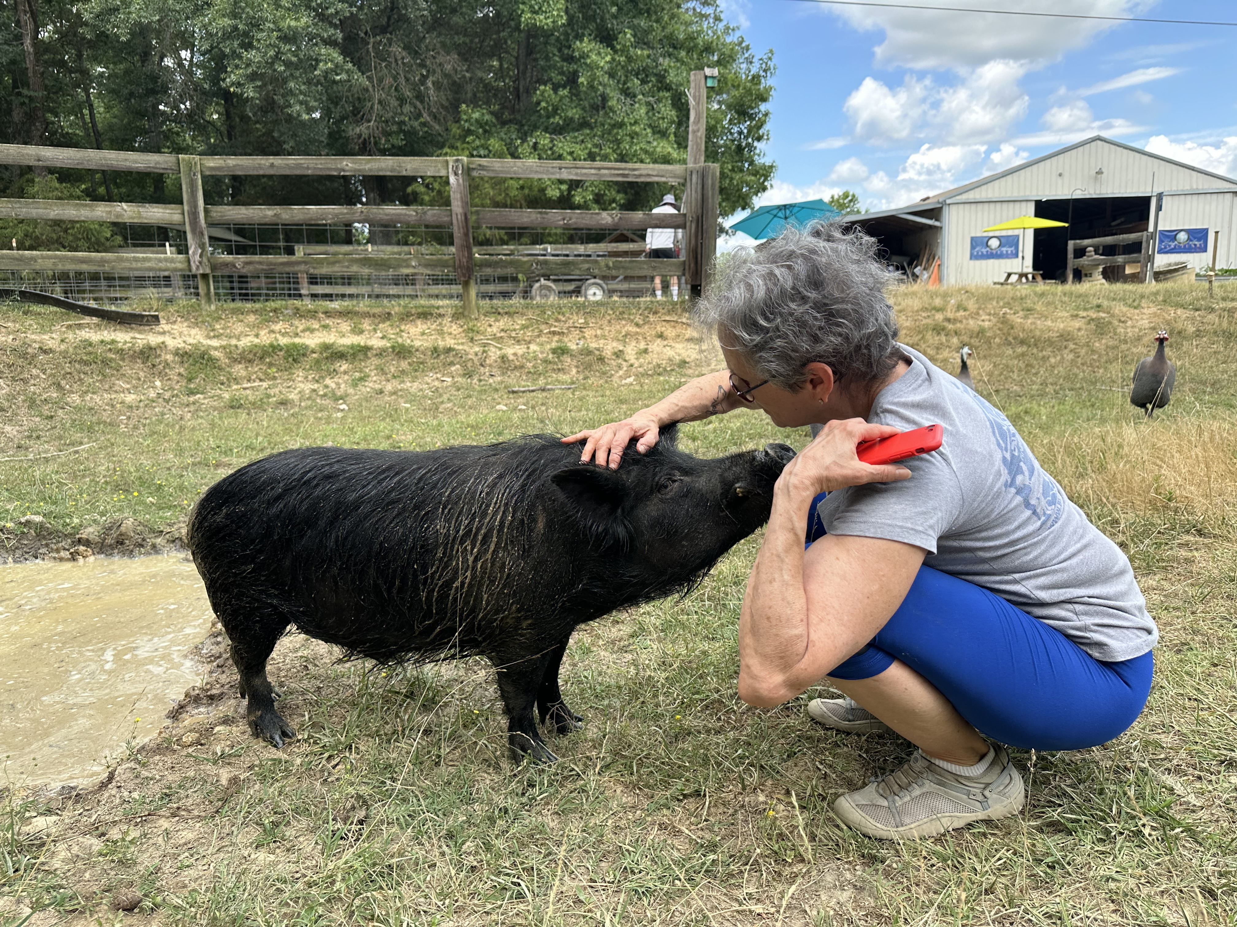 Enlarge Lucy, Waldo, Wilber, a Adoptable Pig in Durham, NC image 4/6