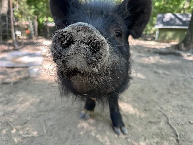 Enlarge Lucy, Waldo, Wilber, a Adoptable Pig in Durham, NC image 5/6