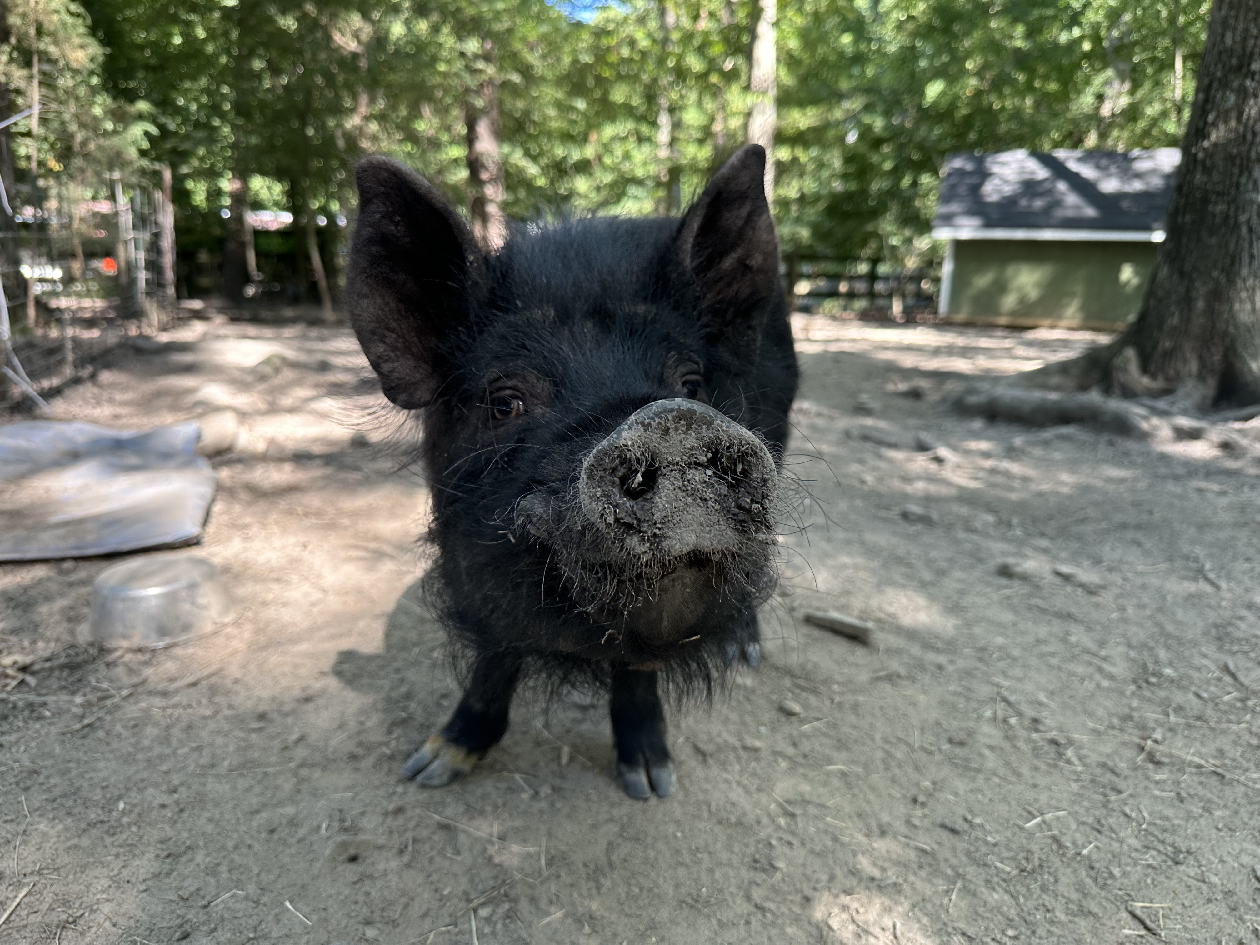 Enlarge Lucy, Waldo, Wilber, a Adoptable Pig in Durham, NC image 6/6