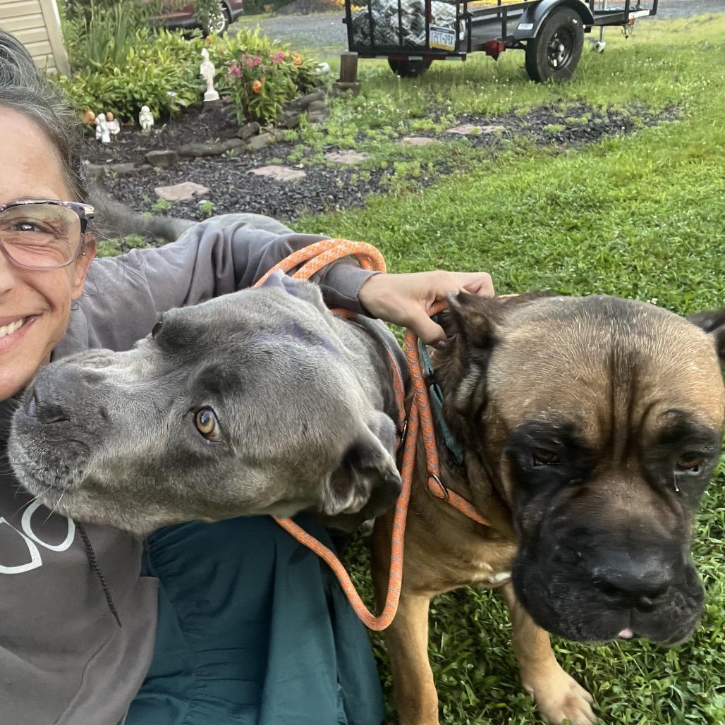 Titan, Adoptable, Senior Male Cane Corso.
