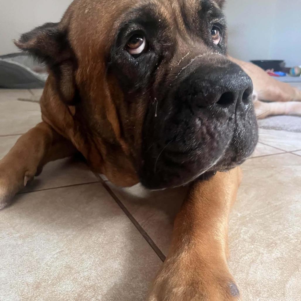 Enlarge Titan, a Adoptable Cane Corso in manchester, PA image 3/3