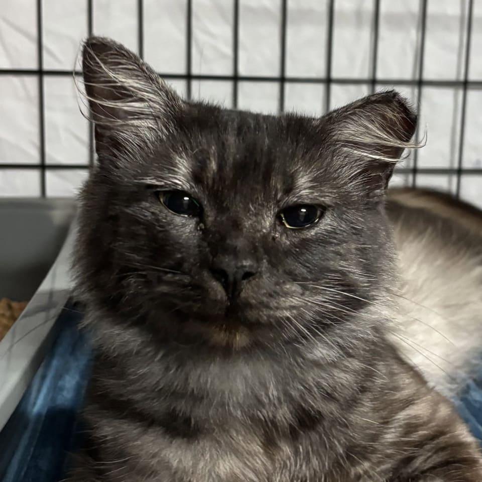 Bandit, Adopted, Young Male Maine Coon & Domestic Long Hair.