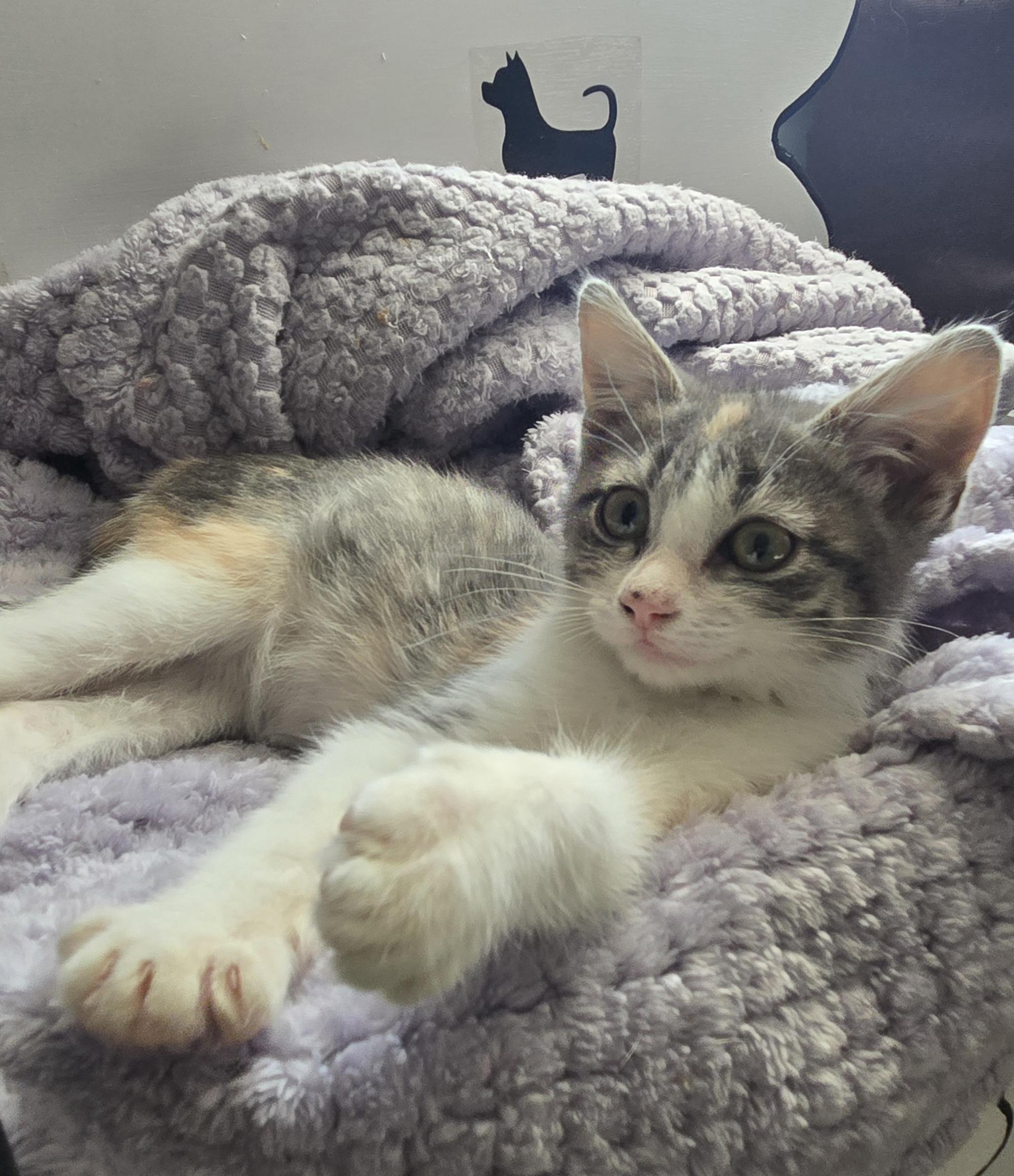 Enlarge Laney, an adopted American Shorthair in El Dorado, KS image 3/6