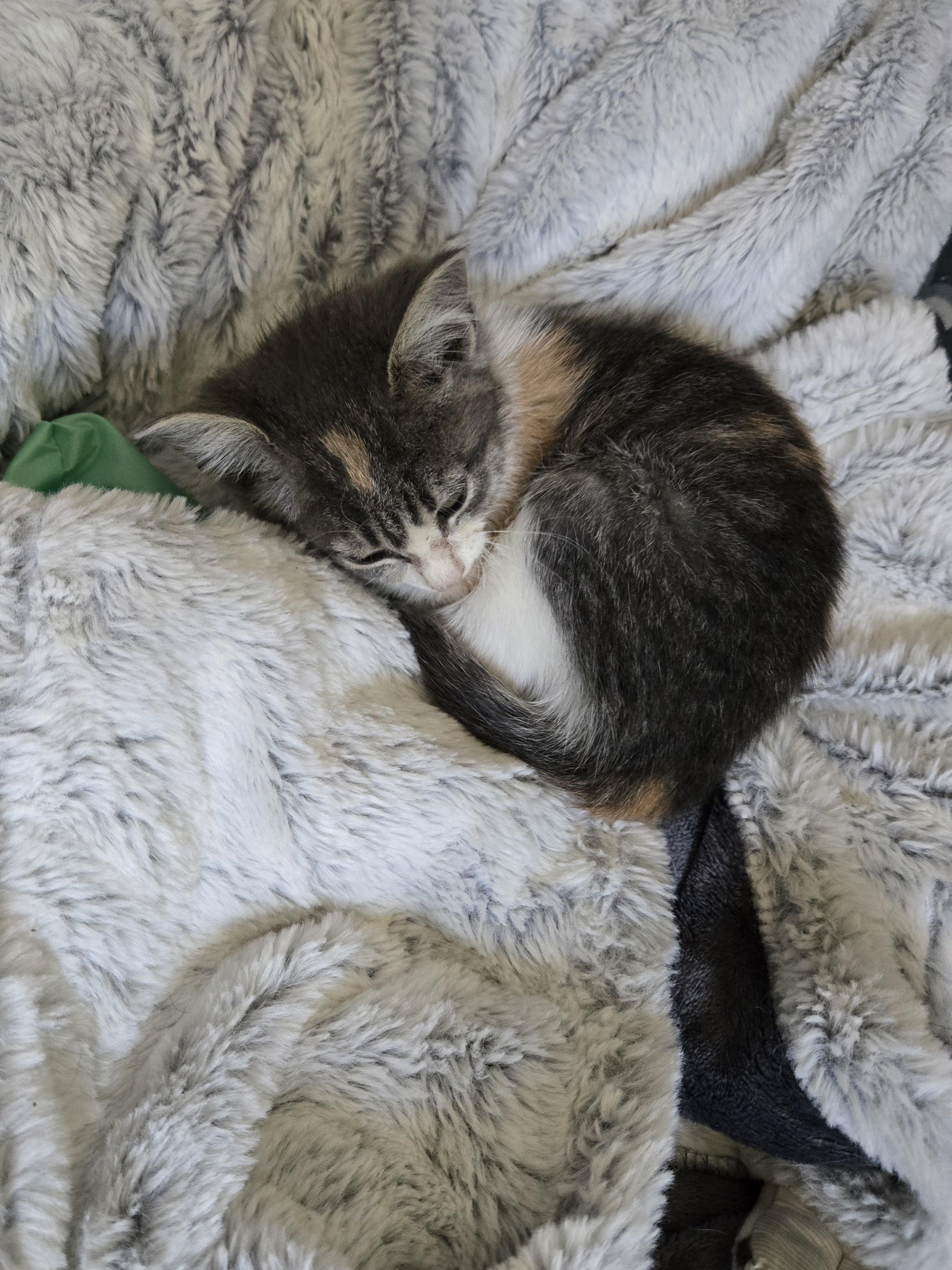 Enlarge Laney, an adopted American Shorthair in El Dorado, KS image 2/6
