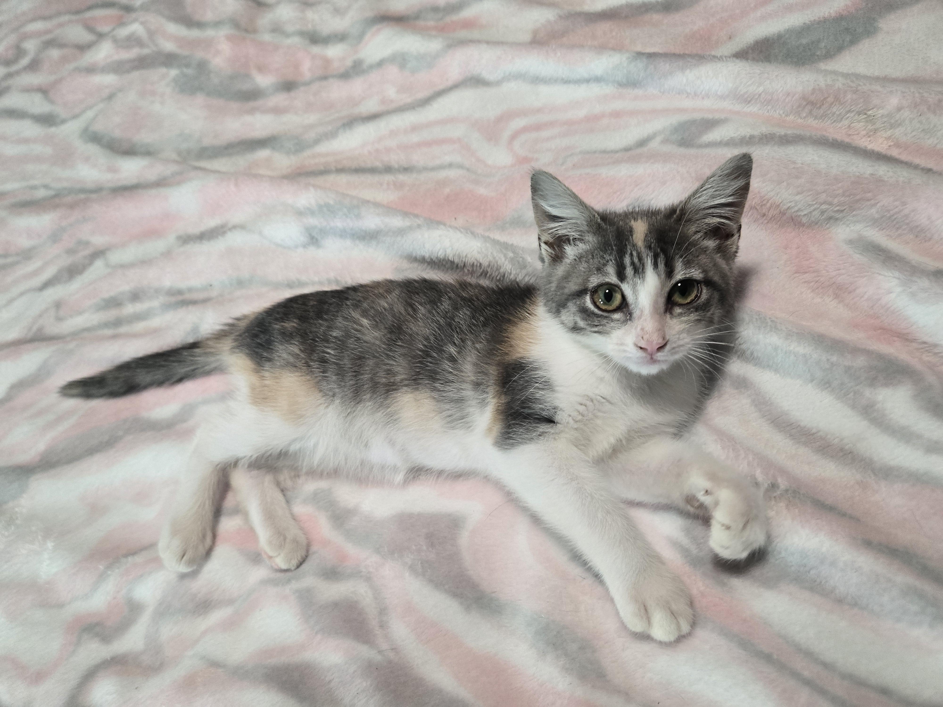 Enlarge Laney, an adopted American Shorthair in El Dorado, KS image 6/6
