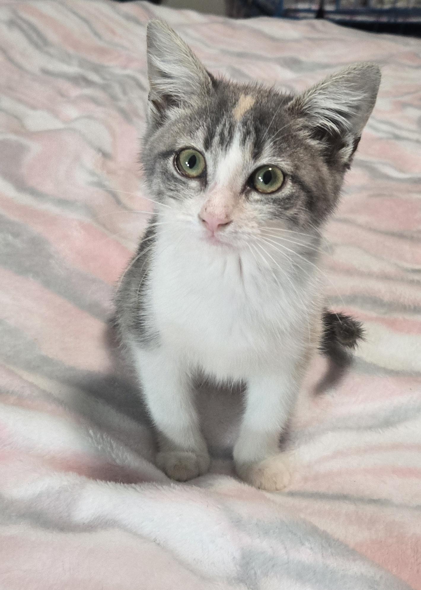 Laney, adopted, Kitten Female American Shorthair.