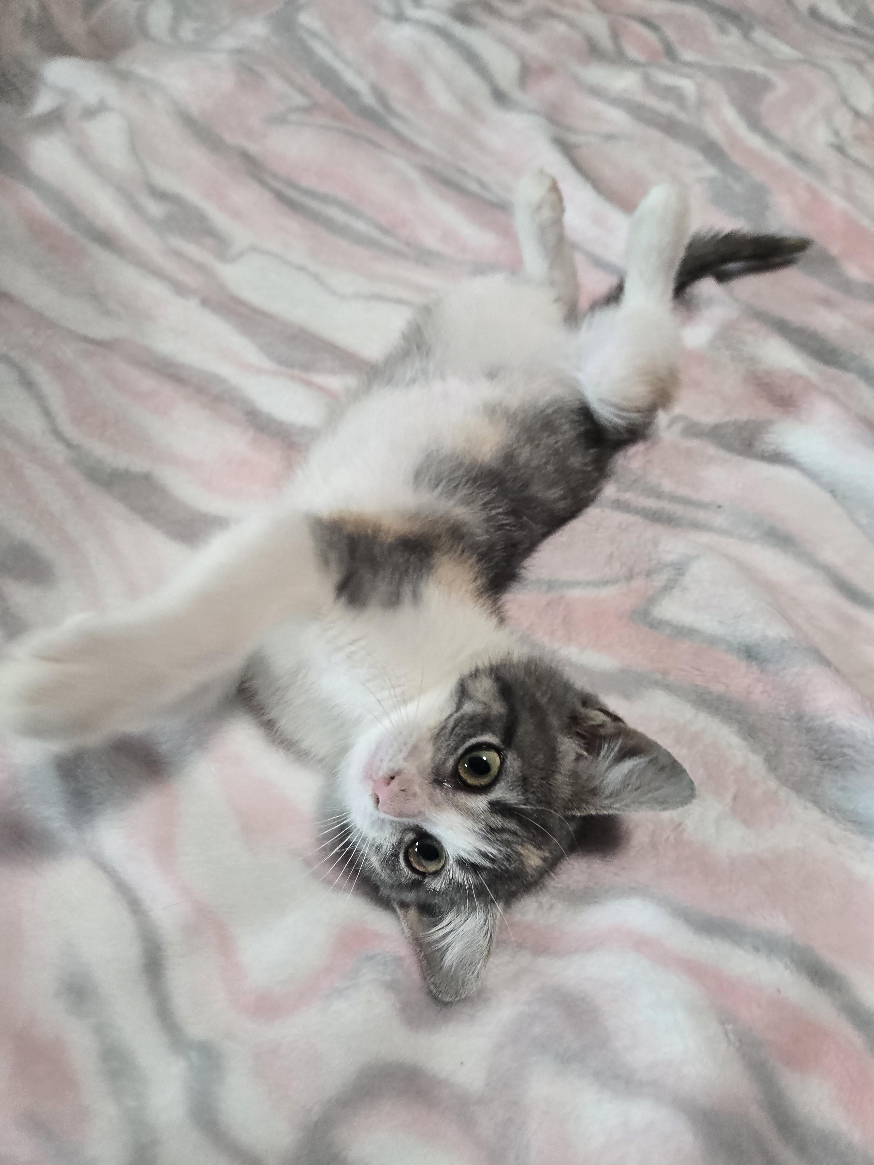 Enlarge Laney, an adopted American Shorthair in El Dorado, KS image 5/6