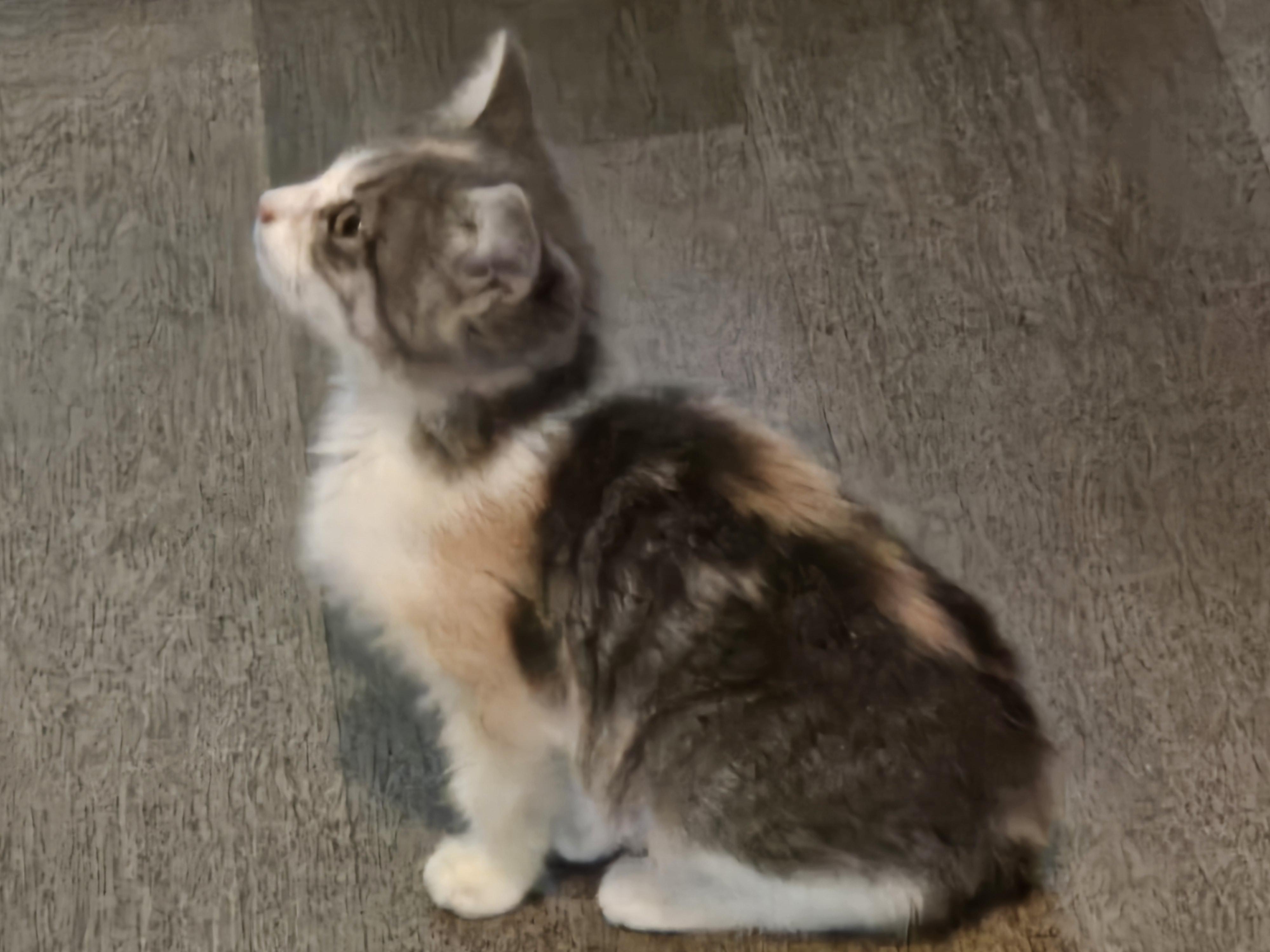 Enlarge Laney, an adopted American Shorthair in El Dorado, KS image 4/6
