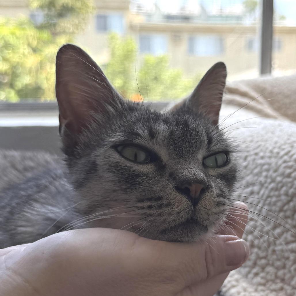 Nico — thumbnail 2