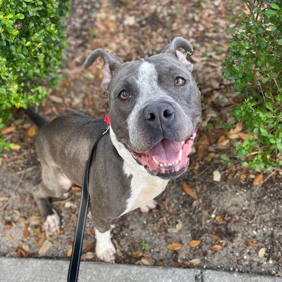 Enlarge Patsy, a Adoptable Mixed Breed in Jacksonville, FL image 2/5