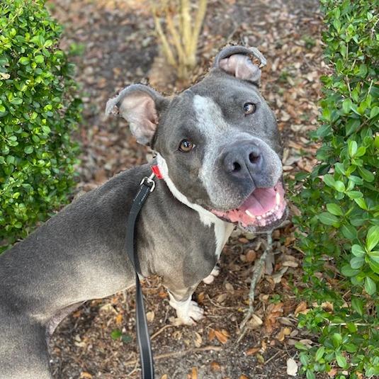 Enlarge Patsy, a Adoptable Mixed Breed in Jacksonville, FL image 3/5