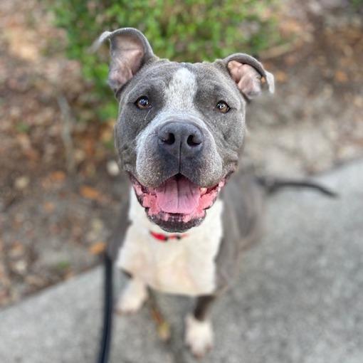Enlarge Patsy, a Adoptable Mixed Breed in Jacksonville, FL image 4/5