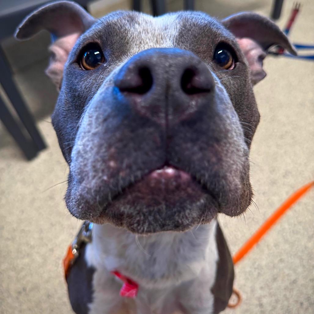 Enlarge Patsy, a Adoptable Mixed Breed in Jacksonville, FL image 5/5
