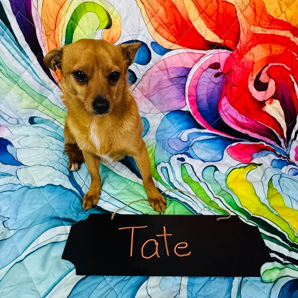 Enlarge Tate HW+, a Adoptable mixed breed in Franklin, NC image 1/6