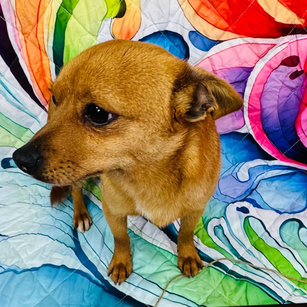 Enlarge Tate HW+, a Adoptable mixed breed in Franklin, NC image 2/6