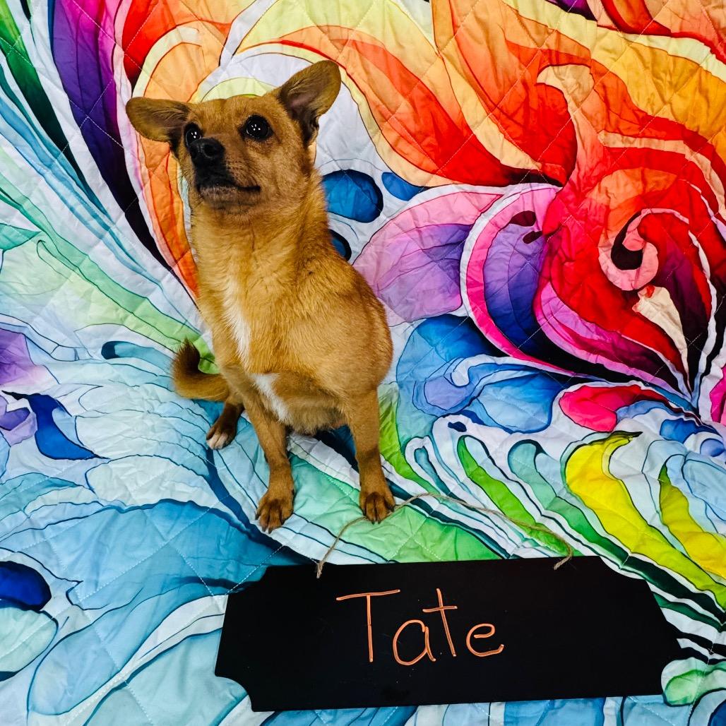 Enlarge Tate HW+, a Adoptable mixed breed in Franklin, NC image 3/6