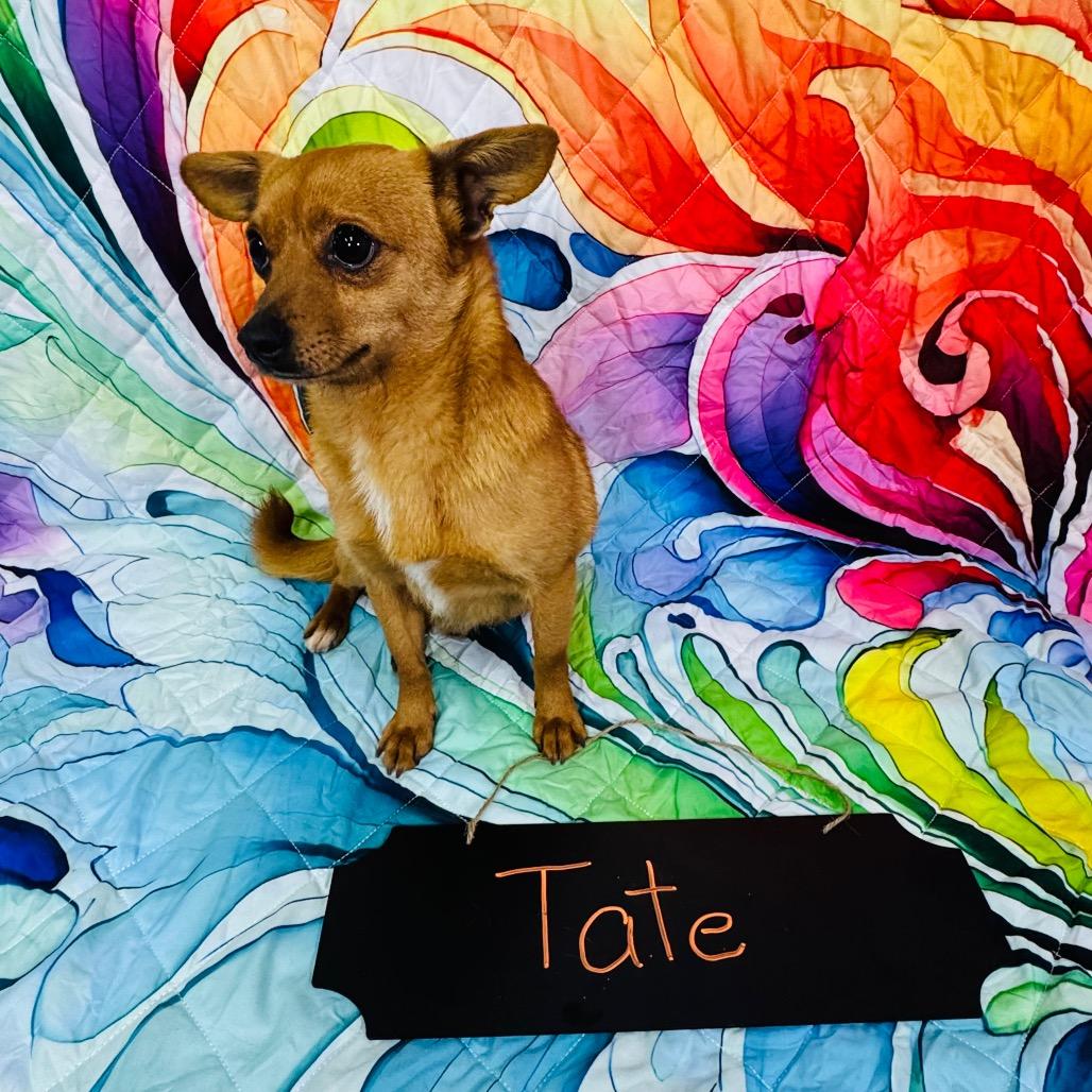 Enlarge Tate HW+, a Adoptable mixed breed in Franklin, NC image 4/6