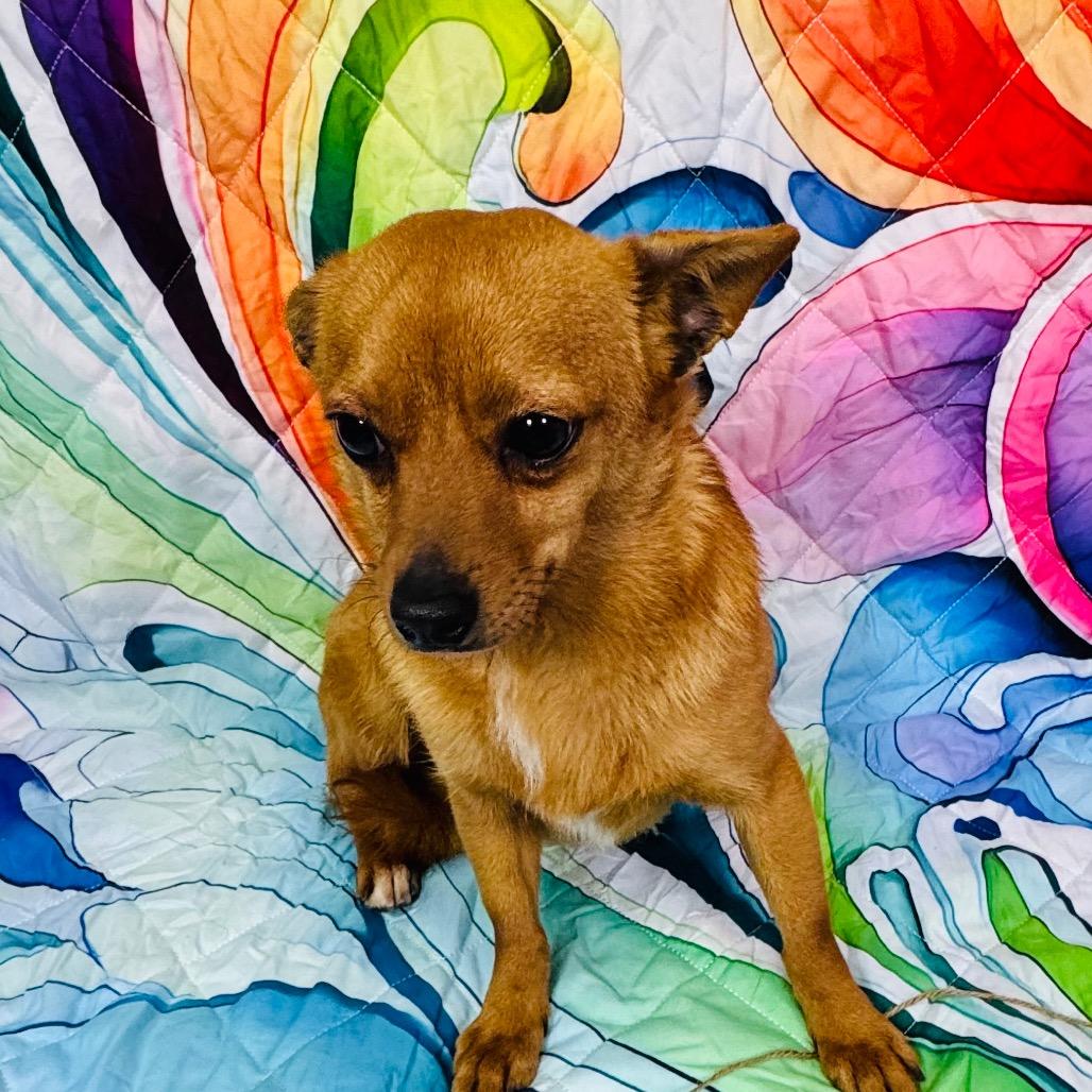 Enlarge Tate HW+, a Adoptable mixed breed in Franklin, NC image 6/6