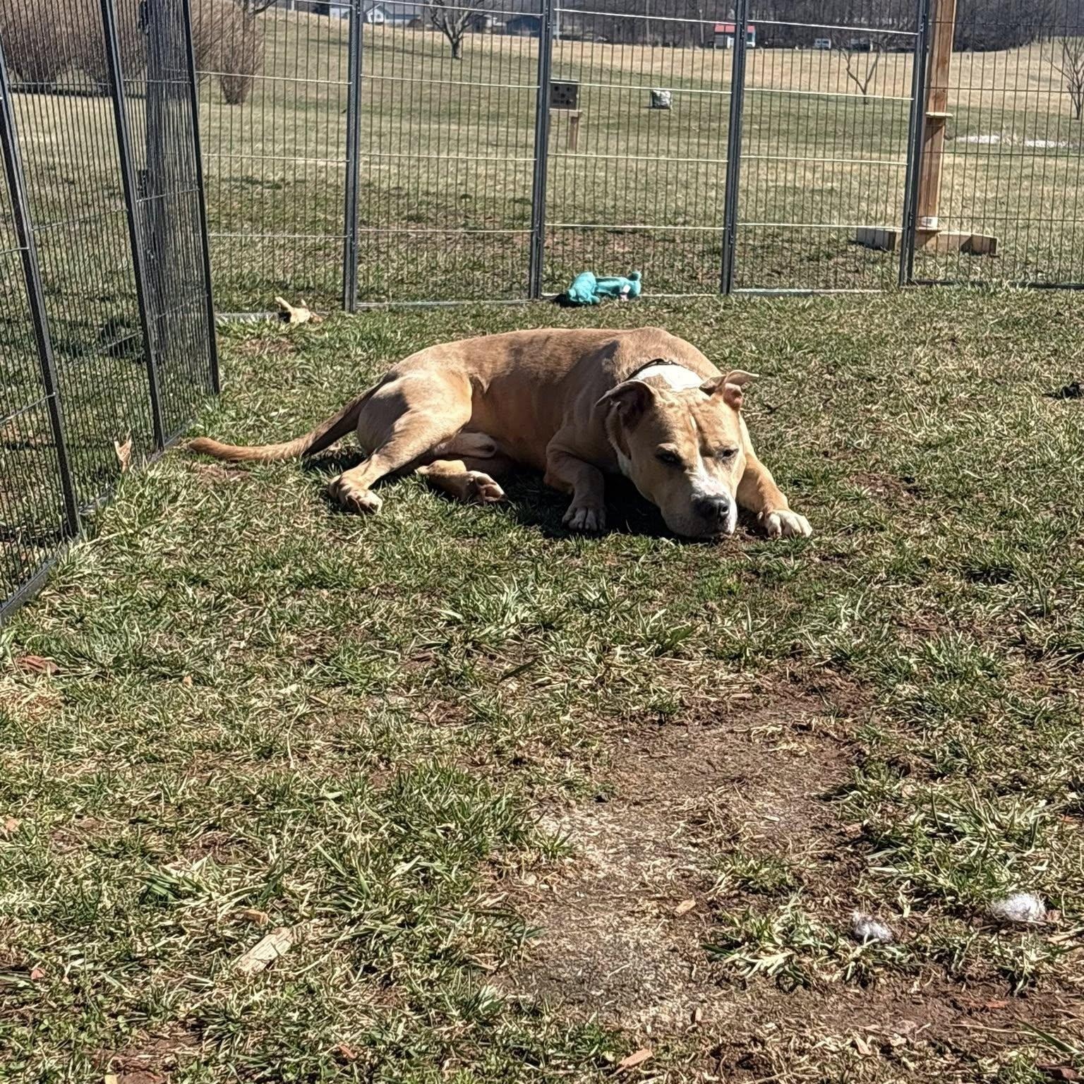 Enlarge Brisco, a Adoptable American Bully in Manassas, VA image 2/4