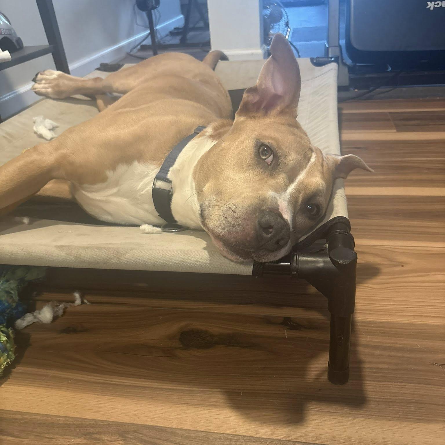 Enlarge Brisco, a Adoptable American Bully in Manassas, VA image 3/4