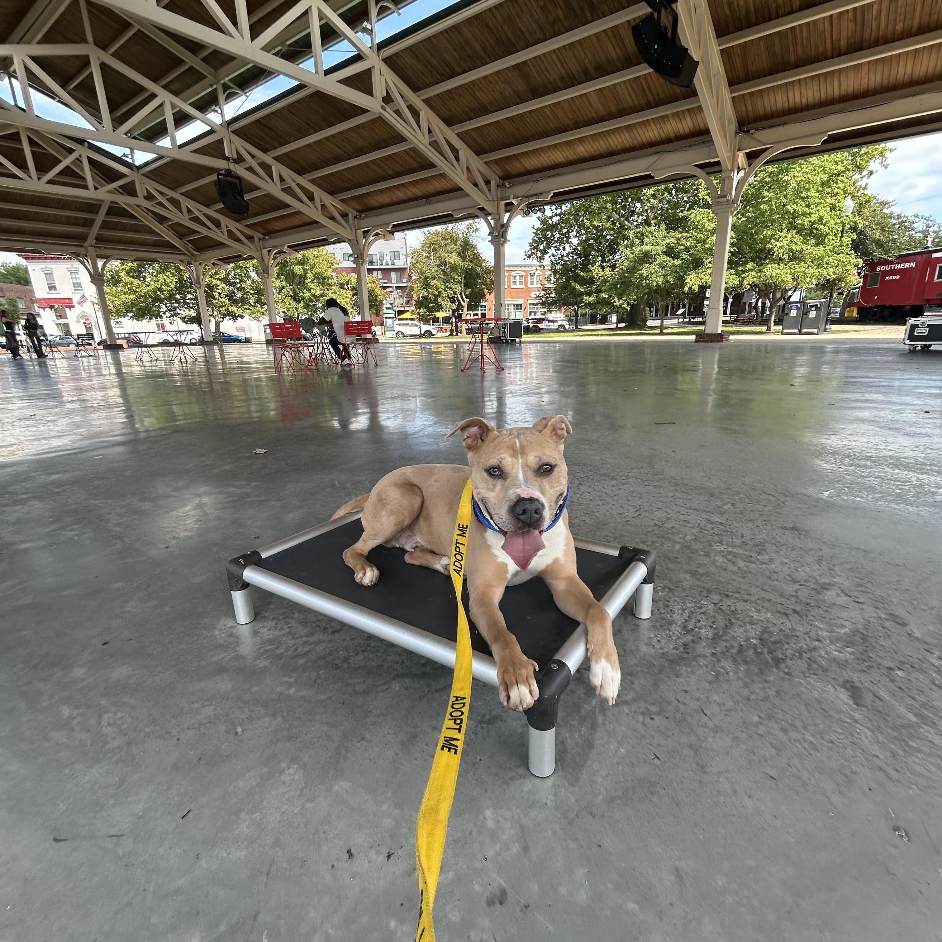 Enlarge Brisco, a Adopted American Bully in Manassas, VA image 1/6