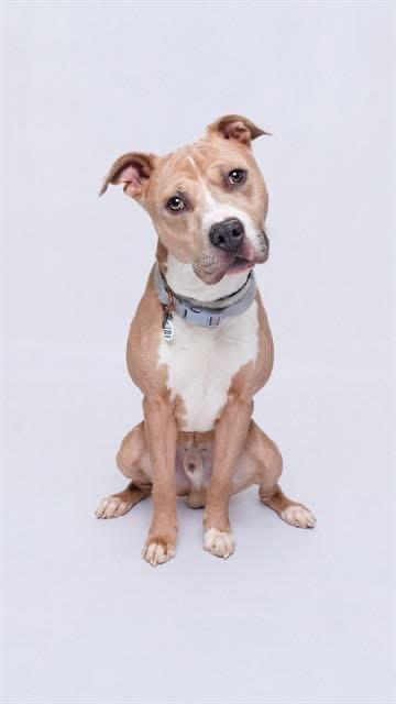 Enlarge Brisco, a Adoptable American Bully in Manassas, VA image 1/4