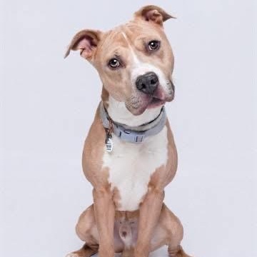 Enlarge Brisco, a Adopted American Bully in Manassas, VA image 3/6