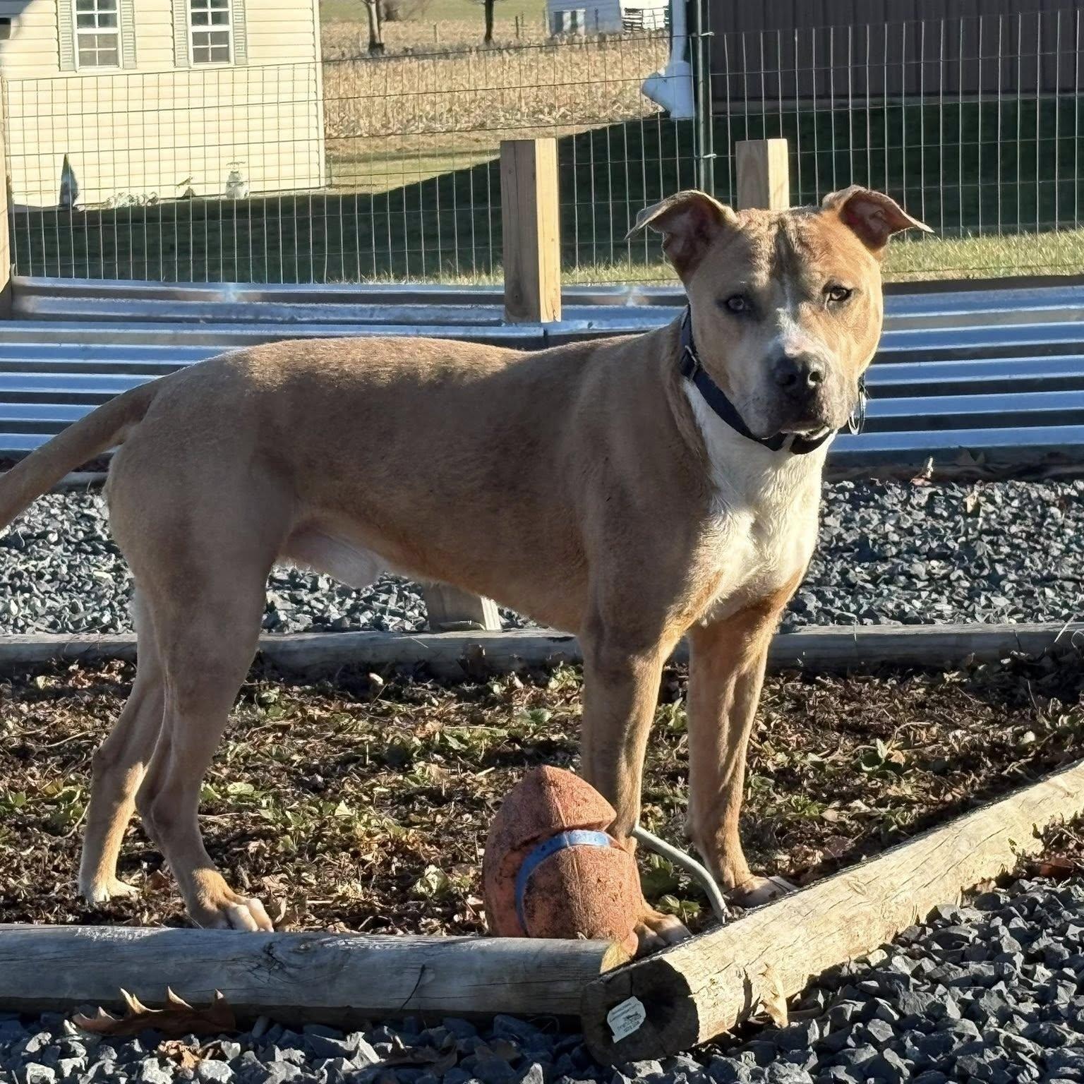 Enlarge Brisco, a Adoptable American Bully in Manassas, VA image 4/4