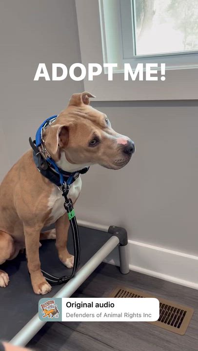 Enlarge Brisco, a Adopted American Bully in Manassas, VA video 2/6