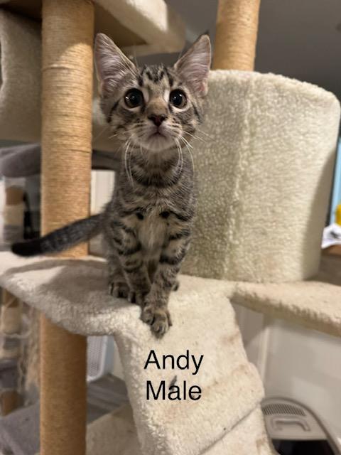 Enlarge Andy, a Adopted Domestic Short Hair in Zimmerman, MN image 1/1