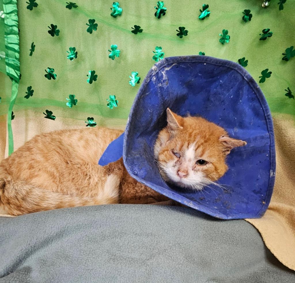 Tommyboy, Adoptable, Adult Male Domestic Short Hair.